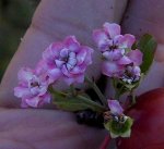 peque_itas56crataegus.jpg