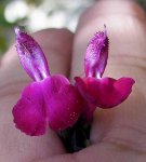 peque_itas55salvia.jpg