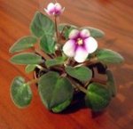 th_Picture170.jpg