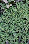 sedum7.jpg