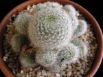 Rebutia+hoffmannii.JPG