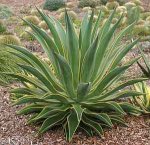 Agave_desmetianaVar.jpg