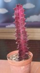 euphorbia11.jpg
