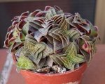 crassula.jpg