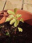 3Ginkgo29-11-07.jpg
