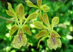 Encyclia_ambigua.jpg