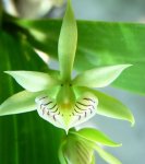 Prosthechea_chacaoensis.jpg