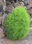 kochia_scoparia.jpg