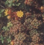 aichryson_tortuosum.jpg