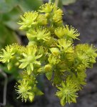 aeonium_cuneatum2.jpg