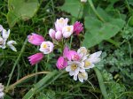 allium_roseum.jpg