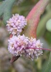 cuscuta_planiflora2.jpg