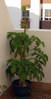 arbol5.jpg