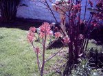 aloe en flora.jpg