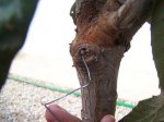 100_2762.JPG