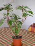 Poinsettia contraída.JPG