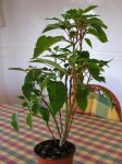 Poinsettia contraída 3.JPG