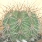 Cactus_1.jpg