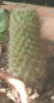 cactus_2.jpg