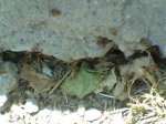 nido pyrrocoris apterus.jpg