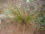 plant3.jpg