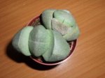 Piedras vivas.JPG