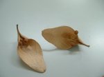 semilla4.jpg