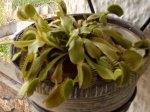 dionaea.jpg