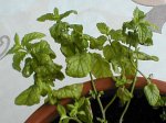Menta 02 - 18-10-2006.jpg