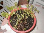 Menta 01 - 18-10-2006.jpg
