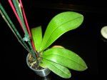 PICT0702.JPG