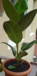 Plantica.JPG