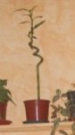 dracena3.jpg