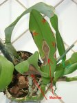 cattleya2.JPG