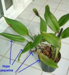 Cattleya 1.JPG