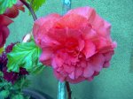 begonia01.jpg