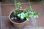 Imagen018.jpg