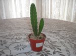 achicamirti10.jpg