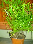 DSC00190.JPG