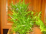 DSC00189.JPG