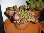 DSC02019.JPG