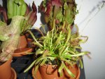 DSC02020.JPG