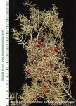 juniperus%20oxycedrus%20subsp%20macrocarpa_jpg.jpg
