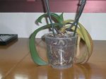 DSCN2585.JPG