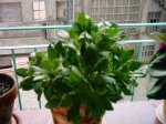 Planta de margaritas moradas.JPG