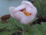 flores 03-04-06 003.jpg