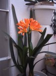 flores 008.jpg