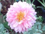 dalia 21-10-2006.JPG