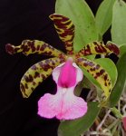 c aclandiae.jpg