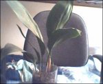 planta.JPG